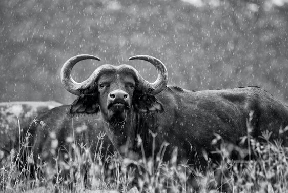 Buffalo in the rain