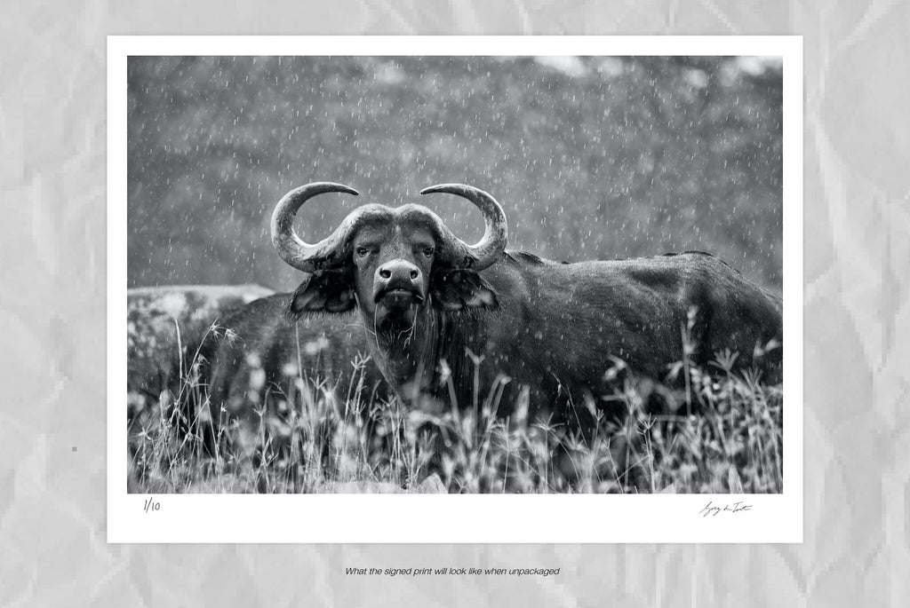 Buffalo in the rain