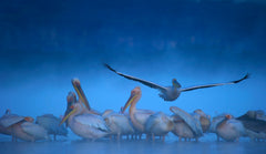 Pelican Mist