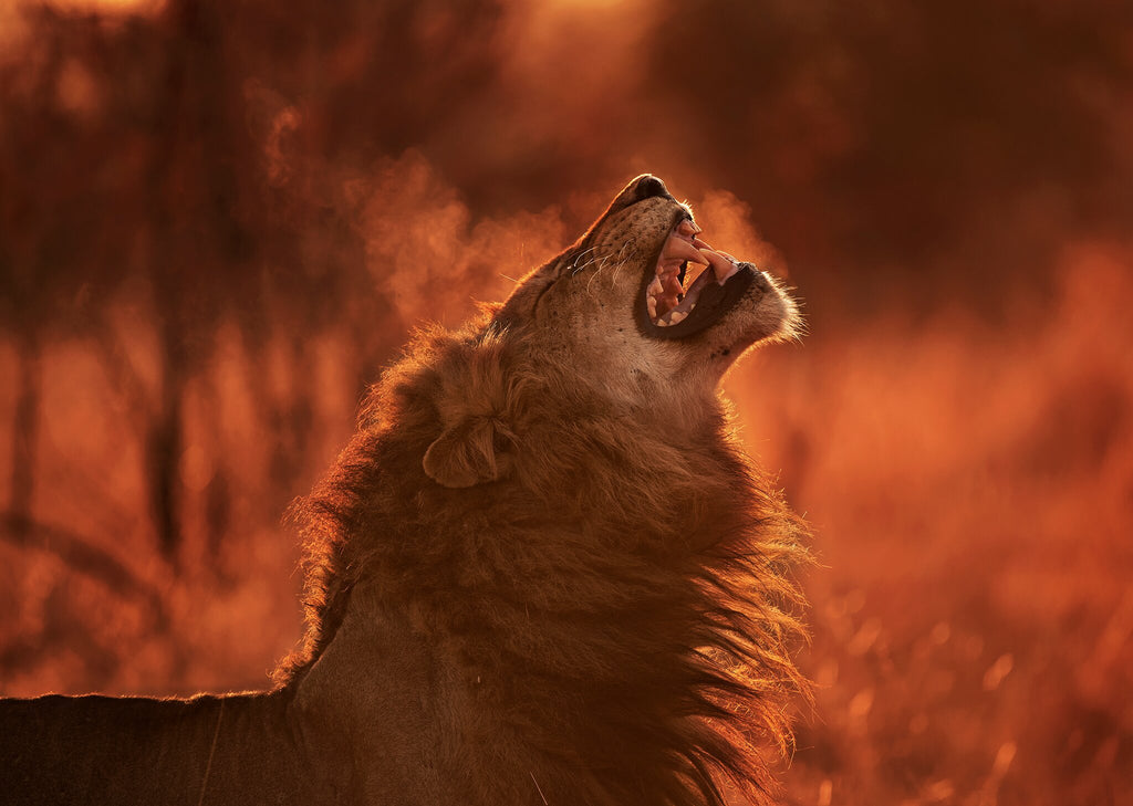 Londolozi Lion