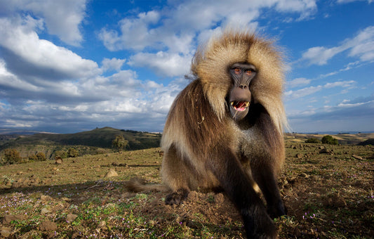 Gelada Portrait