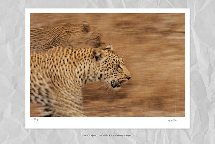 Leopards on the Prowl