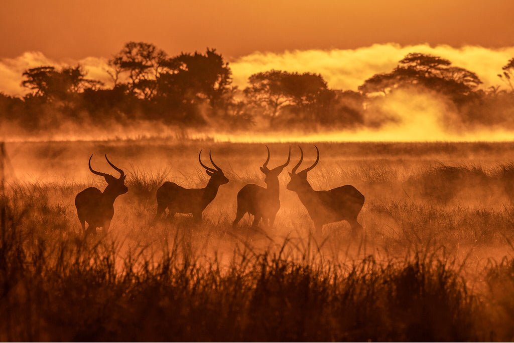 Lechwe's in the Mist