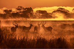 Lechwe's in the Mist