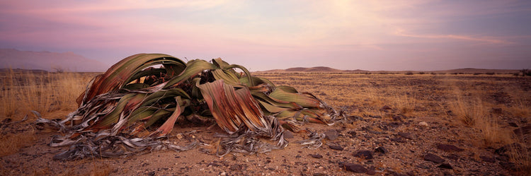 Ancient Survivor No.3