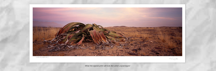 Ancient Survivor No.3