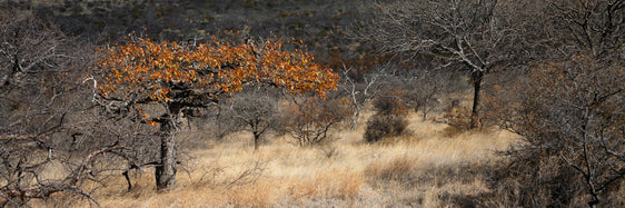 Mopane in Autumn