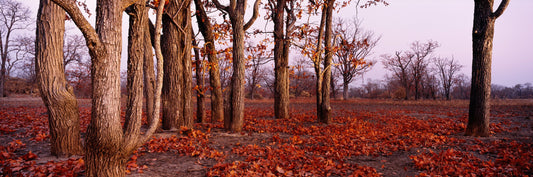 Kafue Mopane Cluster