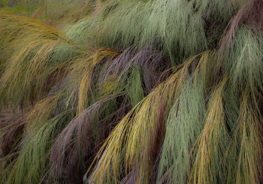 Patterns of Nature No.2