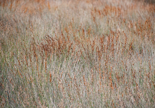 Patterns of Nature No.4