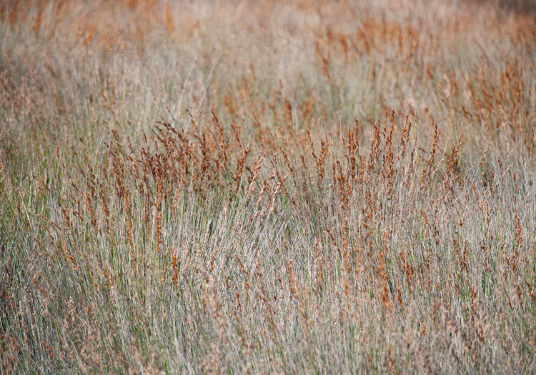 Patterns of Nature No.4