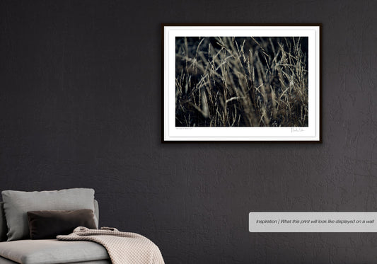 Patterns of Nature No.1