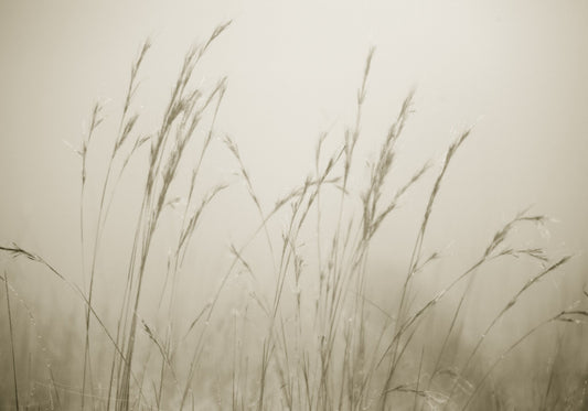 Patterns of Nature No.5