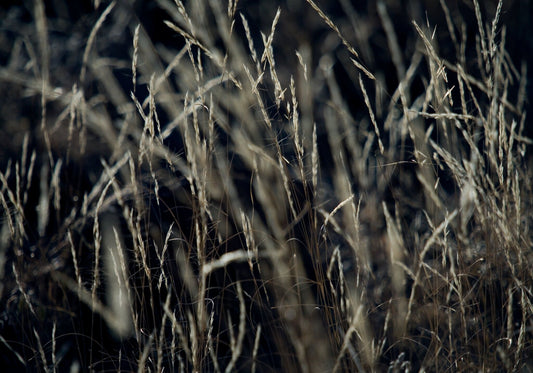 Patterns of Nature No.1