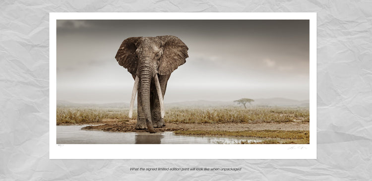 Patriarch No.1 | Pride of Africa