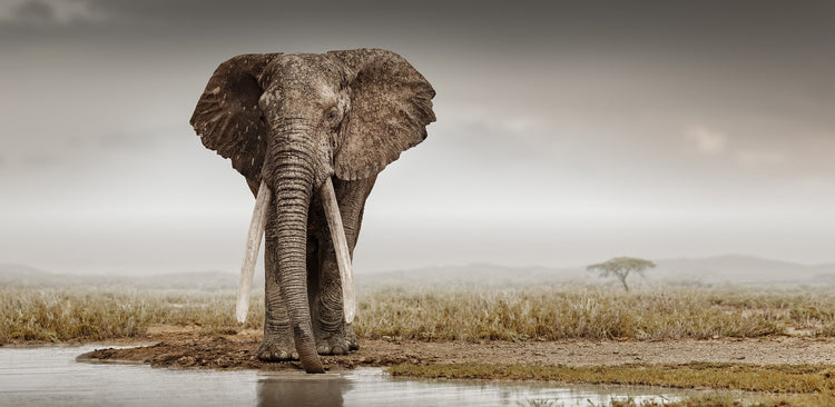 Patriarch No.1 | Pride of Africa