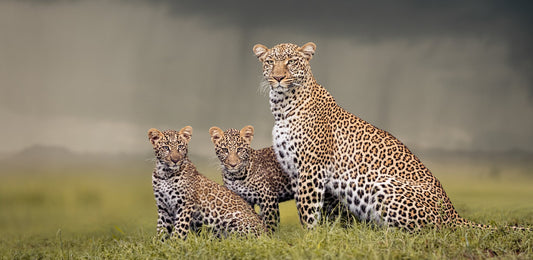 Dignity No.2 | Pride of Africa