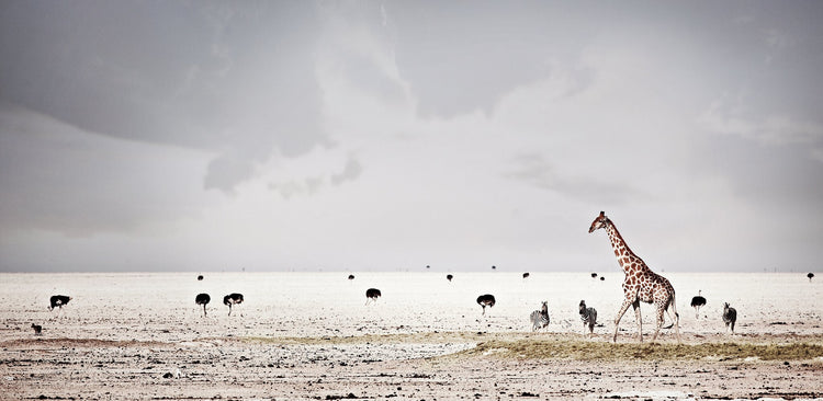 Harmony | Pride of Africa