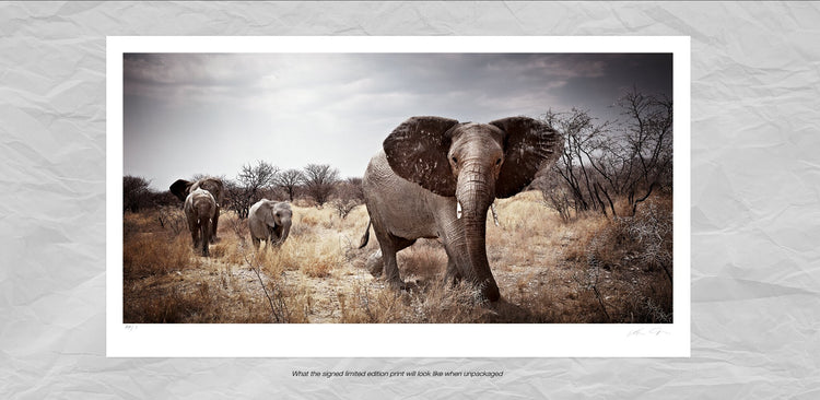 Matriarch No.2 | Pride of Africa