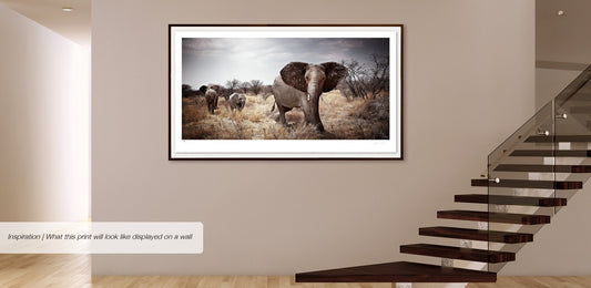 Matriarch No.2 | Pride of Africa