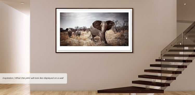 Matriarch No.2 | Pride of Africa