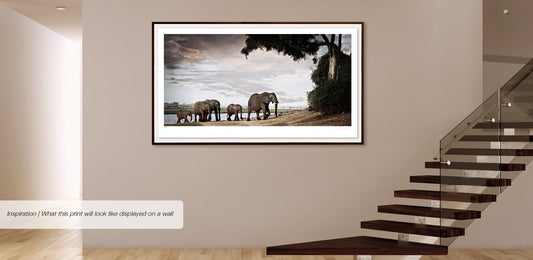 Matriarch No.1 | Pride of Africa