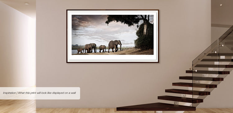 Matriarch No.1 | Pride of Africa