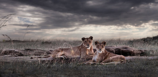 Last Light | Pride of Africa