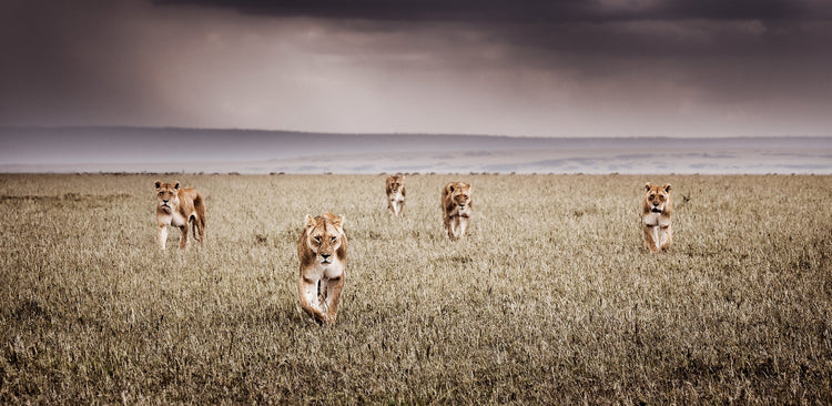 Alliance | Pride of Africa