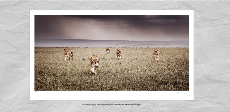 Alliance | Pride of Africa