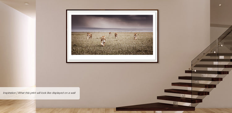 Alliance | Pride of Africa