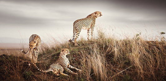 Brotherhood No.4 | Pride of Africa