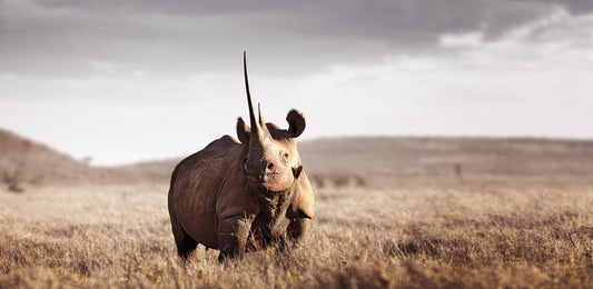 Monarch of Lewa No.1 | Pride of Africa