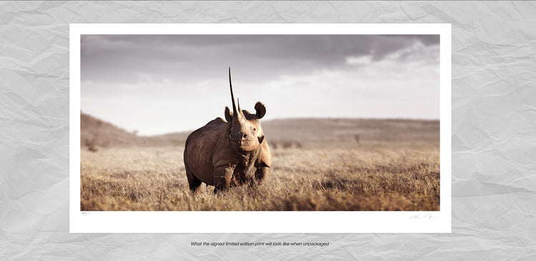 Monarch of Lewa No.1 | Pride of Africa