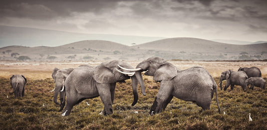 Affirmation | Pride of Africa