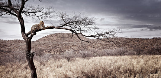 Sentinel | Pride of Africa