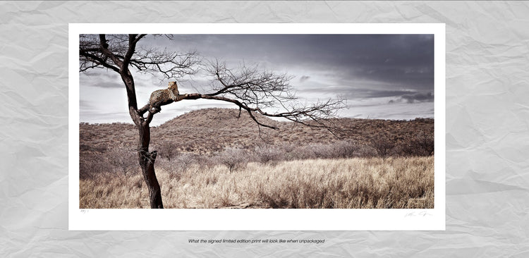 Sentinel | Pride of Africa