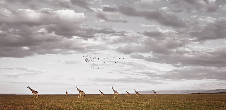 African Visa | Pride of Africa