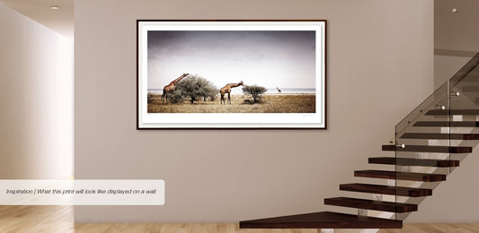 Timeless | Pride of Africa