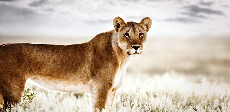 Reverence No.1 | Pride of Africa