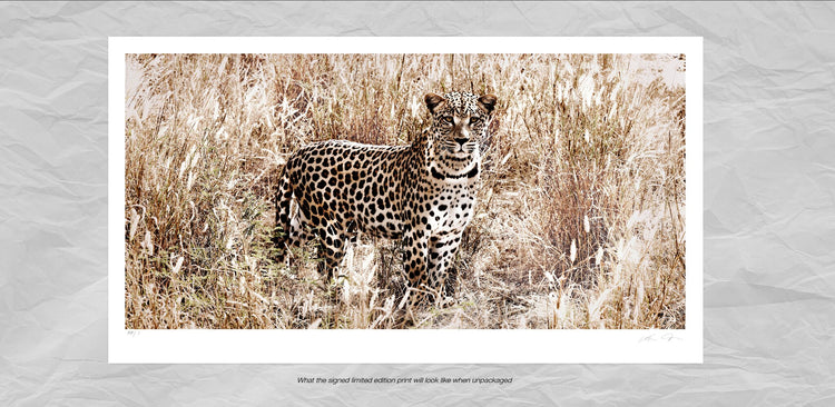 Dignity | Pride of Africa