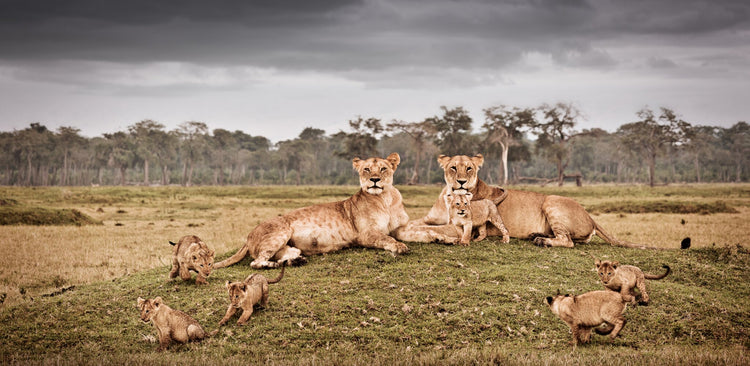 Frolic No.2 | Pride of Africa