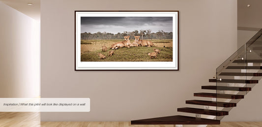 Frolic No.2 | Pride of Africa