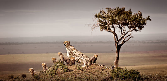 Dynasty No.3 | Pride of Africa