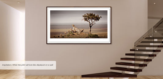 Dynasty No.3 | Pride of Africa