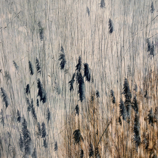 Pastures of Splendour No.3