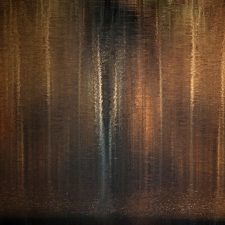 Illusions of a forest