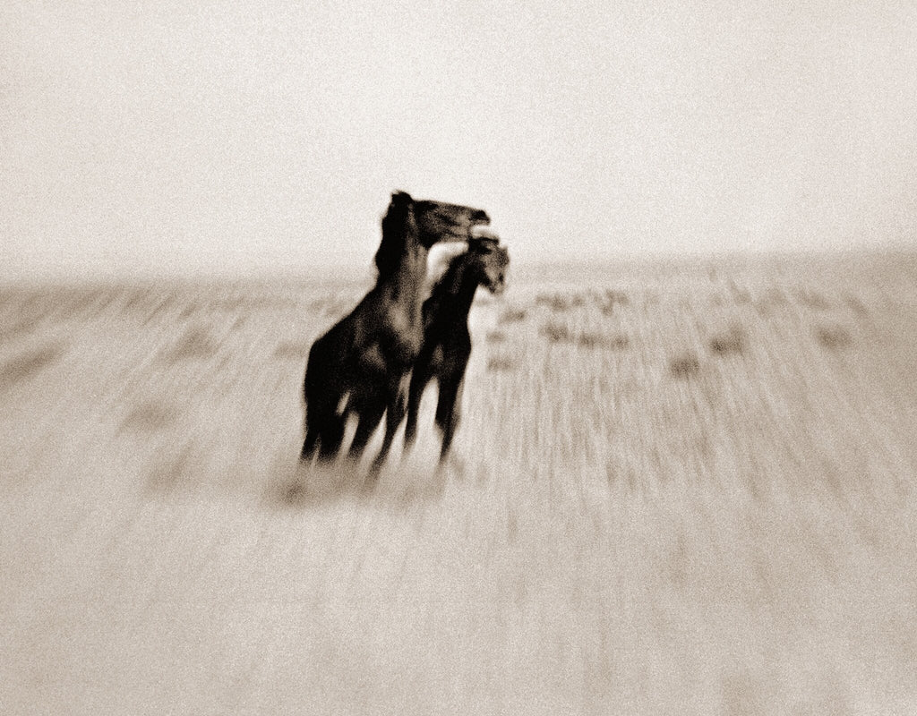 Wild Horses of the Namib No.1