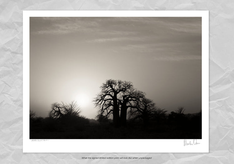Baobab Collection No.1
