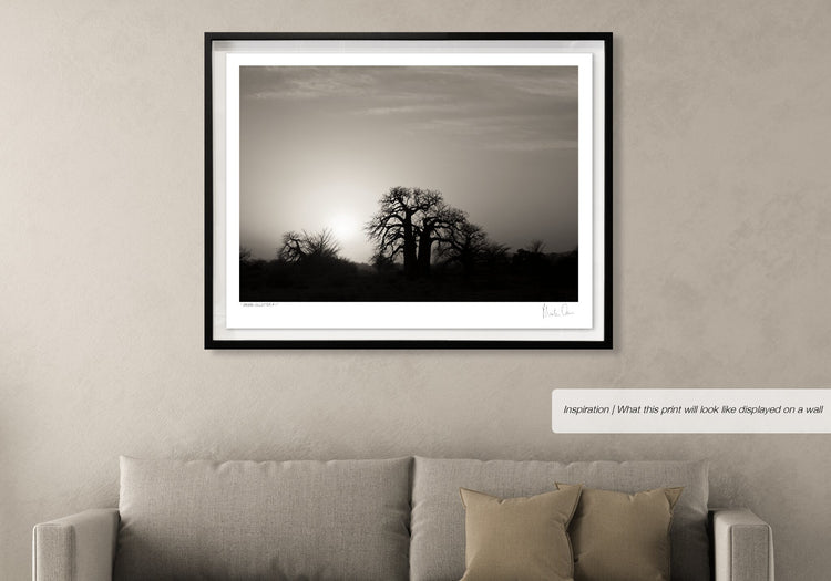 Baobab Collection No.1